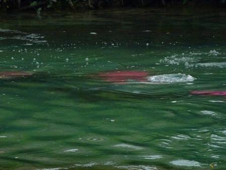 Waterlogged CHUMMERS