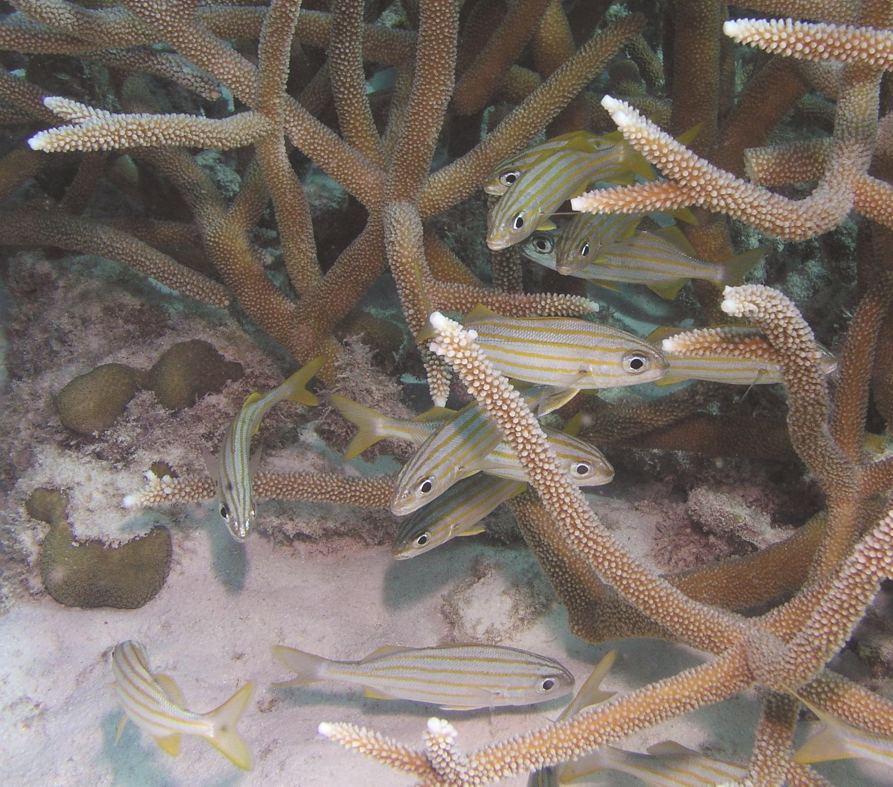 we meet at stags head, they meet at stags horn