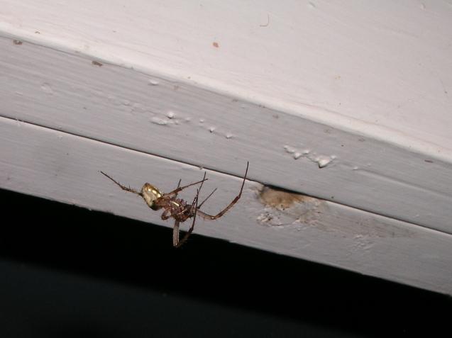 weaving a tangled web