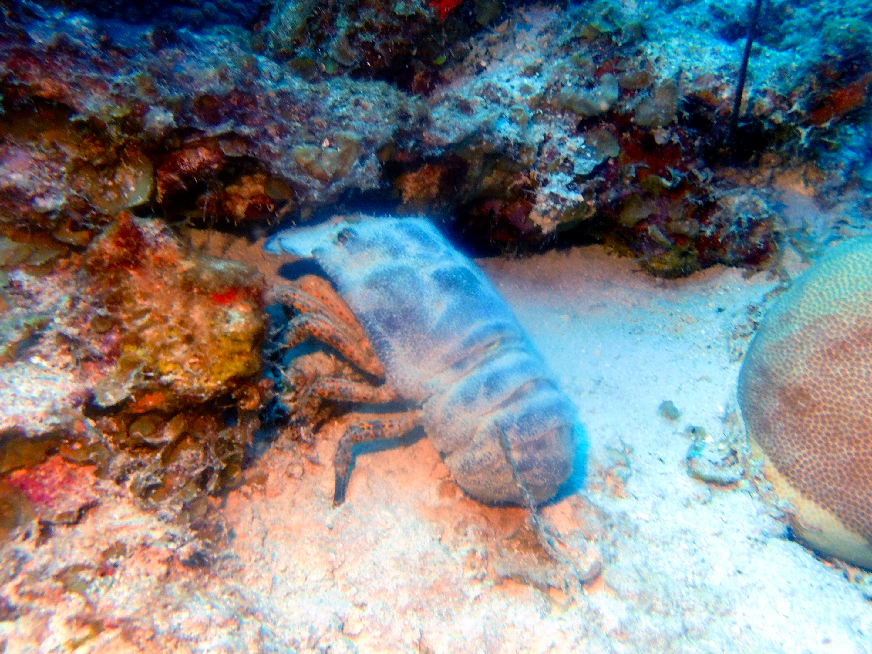 Weird lobster thing at Kokomo