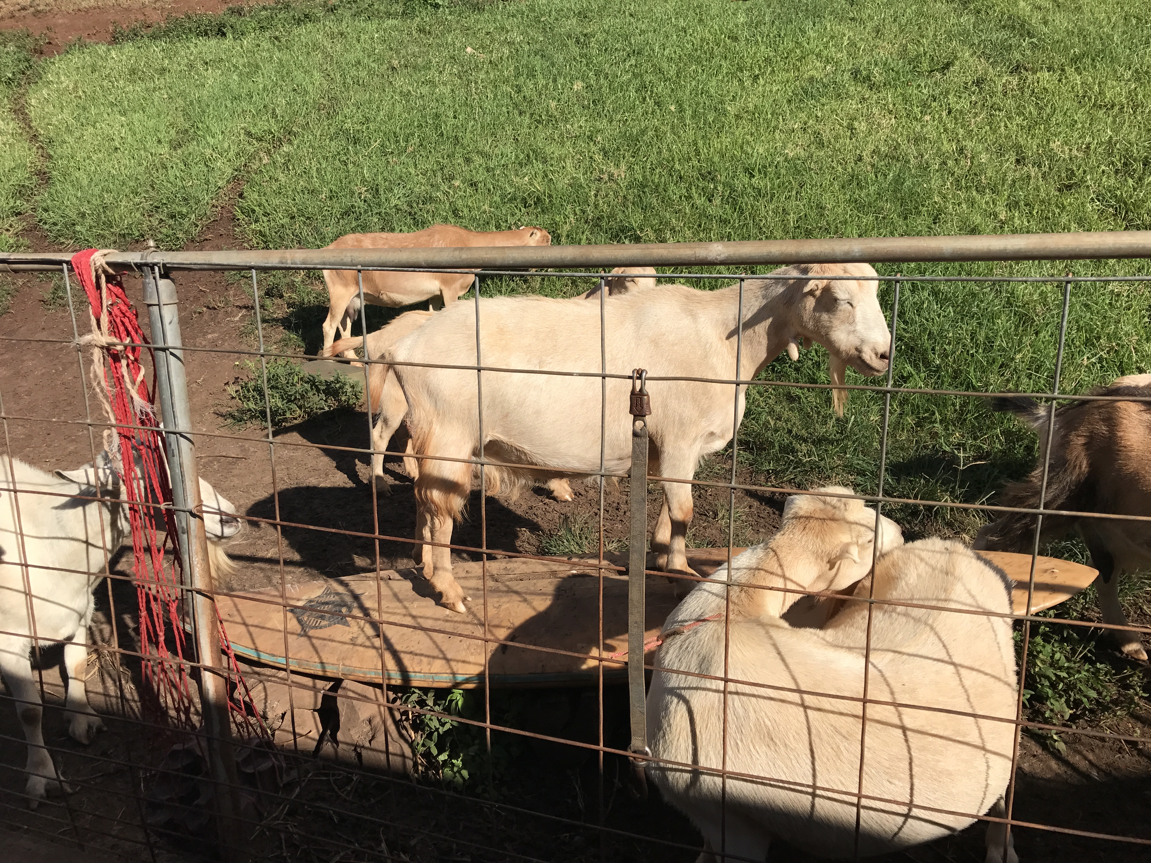 well it IS the name of the dairy...