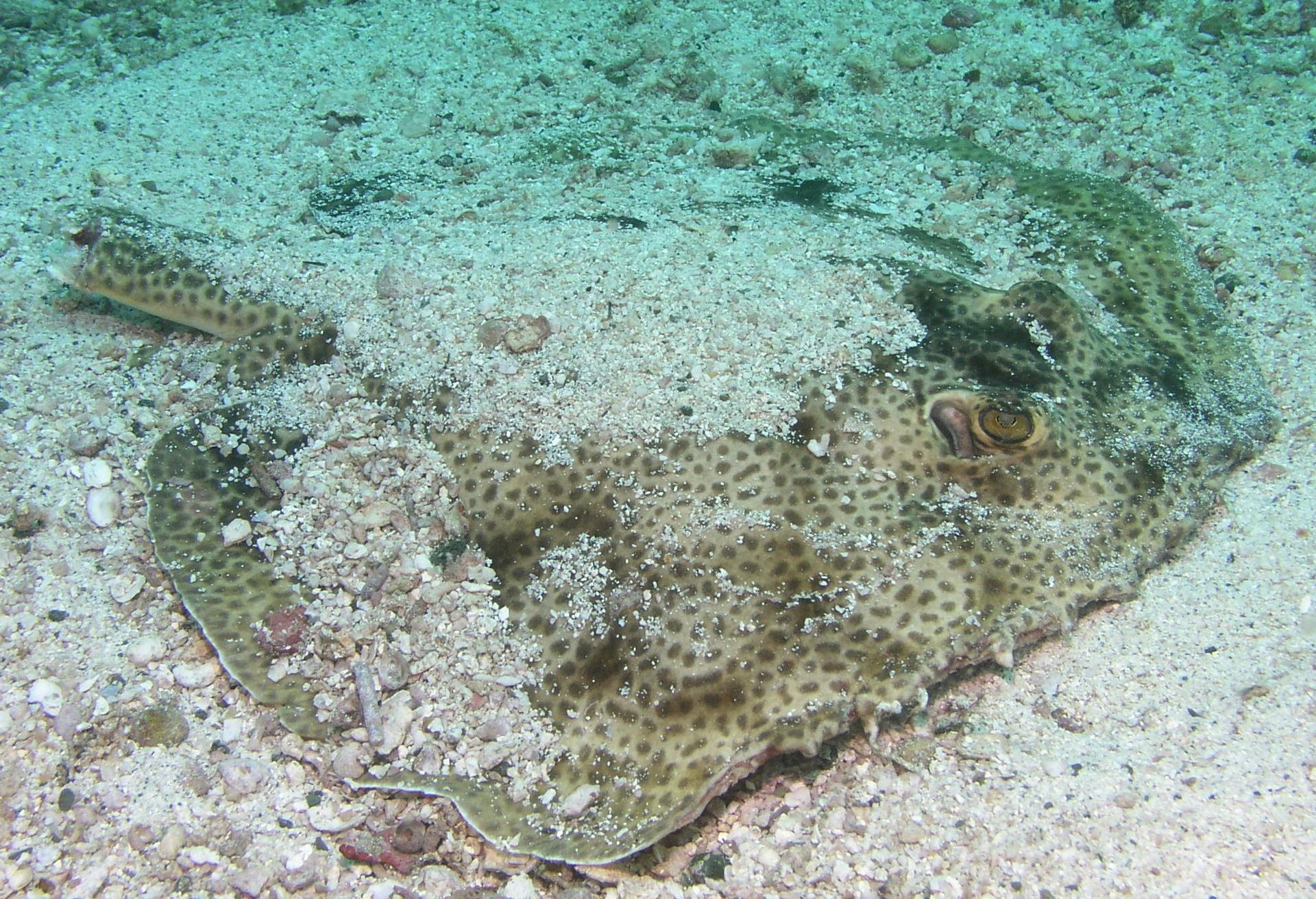 well, you can call me ray