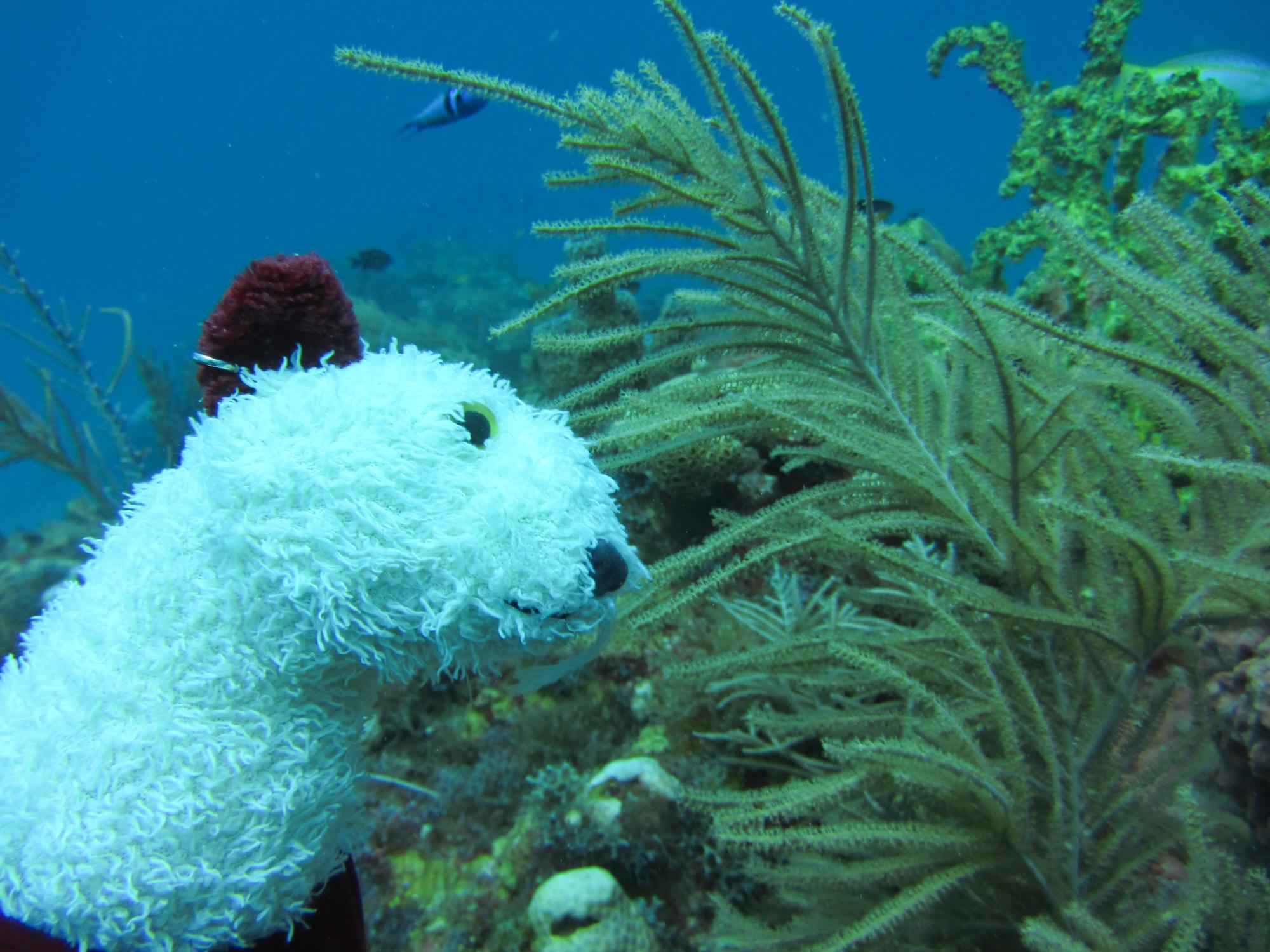 Wet Dry Tortugas 2013