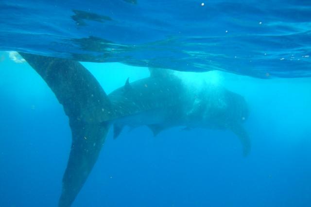 Whale Shark Snorkel