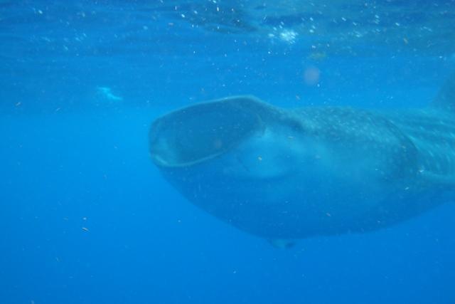 Whale Shark Snorkel