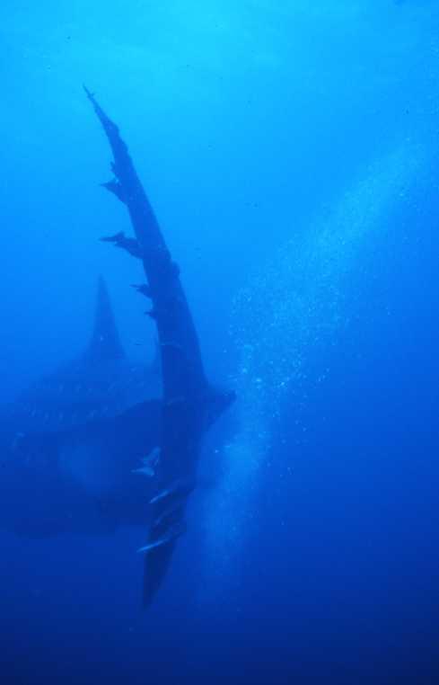 Whale Shark Tail
