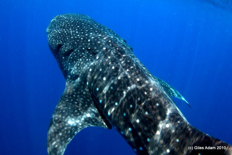 Whale Sharks