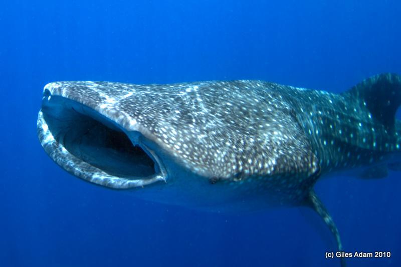 Whale Sharks