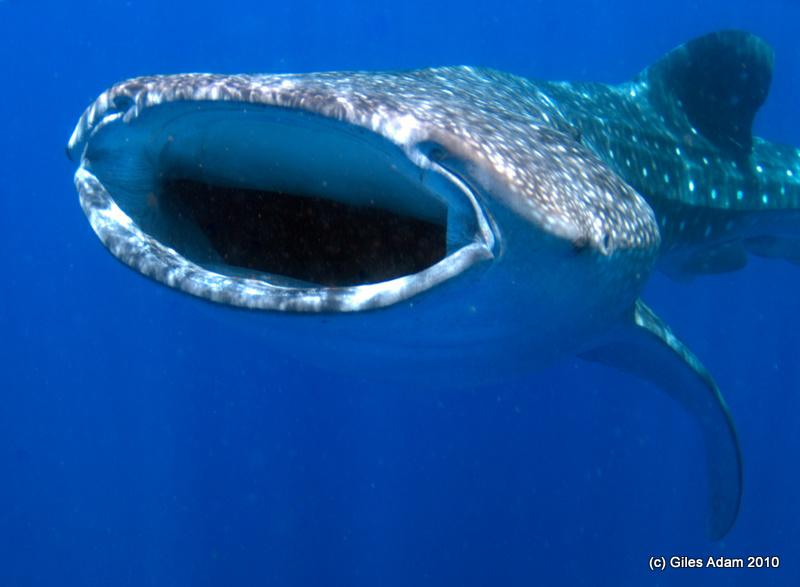 Whale Sharks