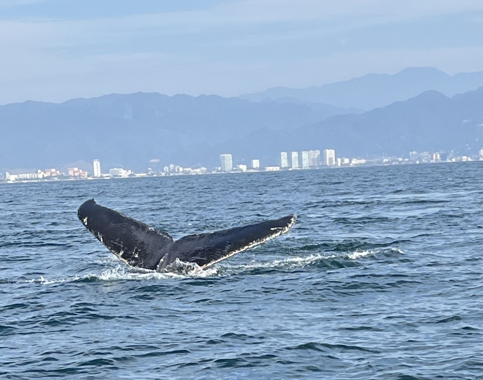 Whale watching