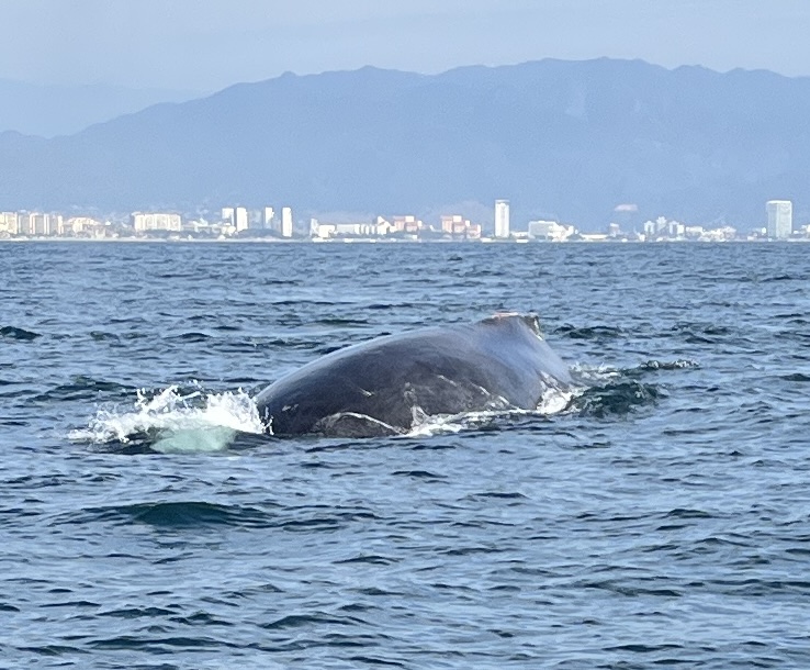 Whale watching
