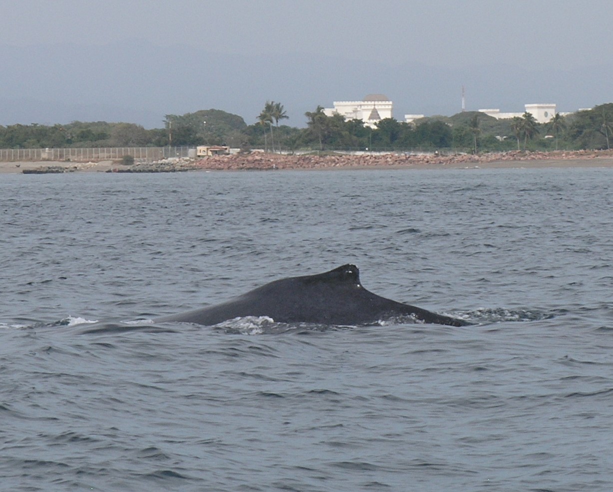 Whale watching