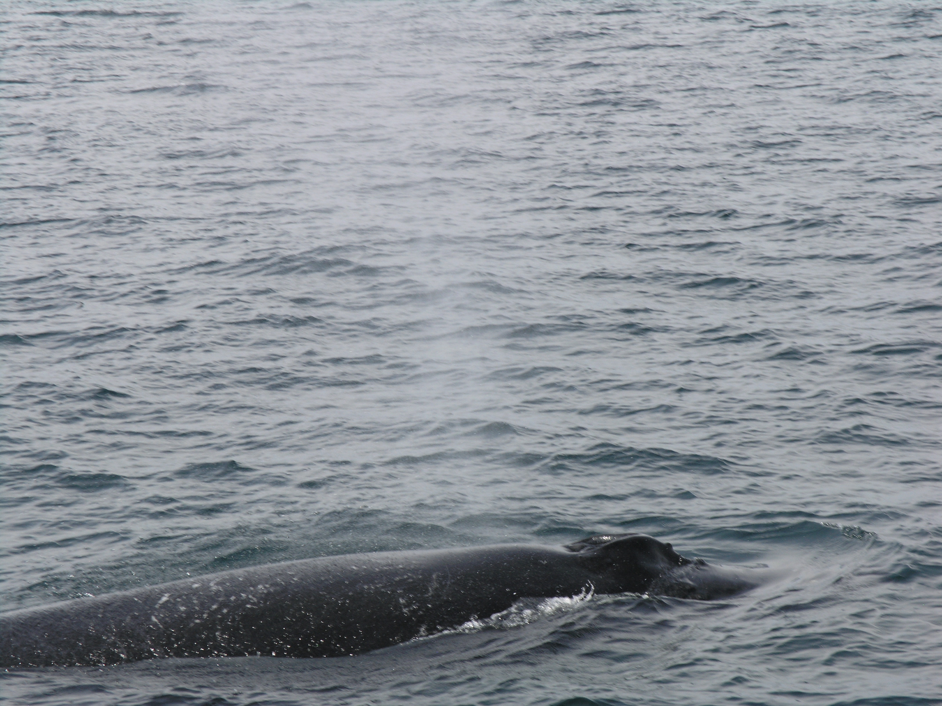 Whale watching