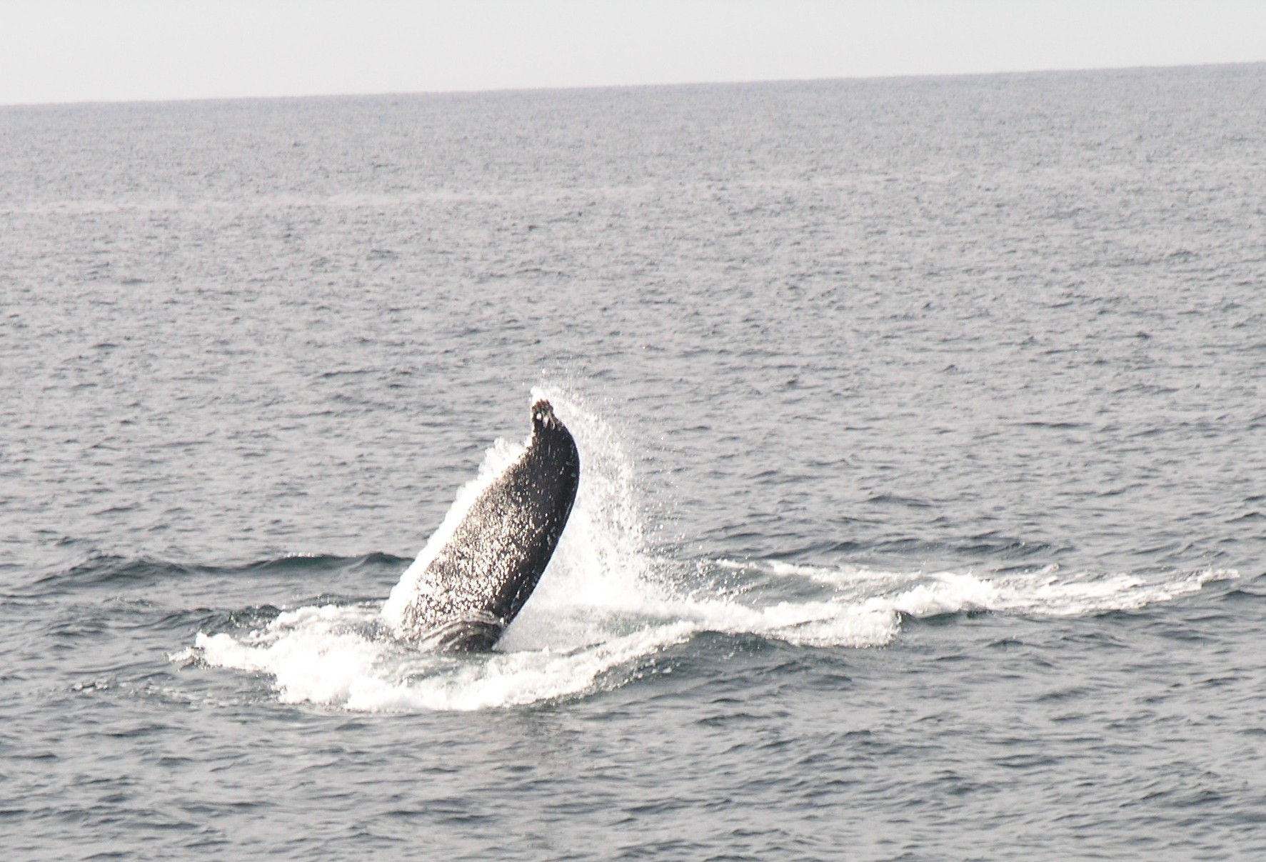 Whale watching
