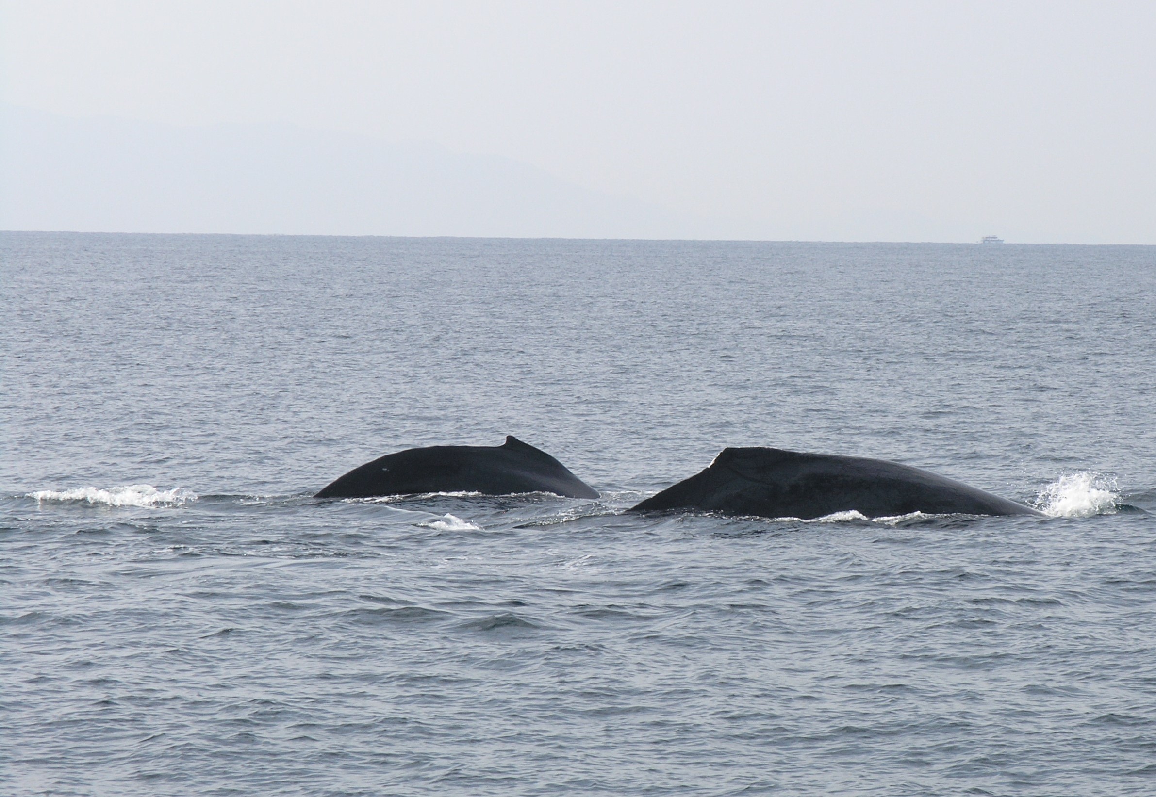 Whale watching