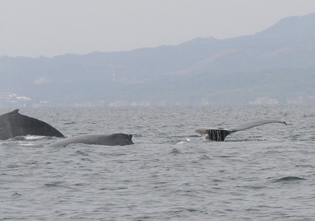 Whale watching