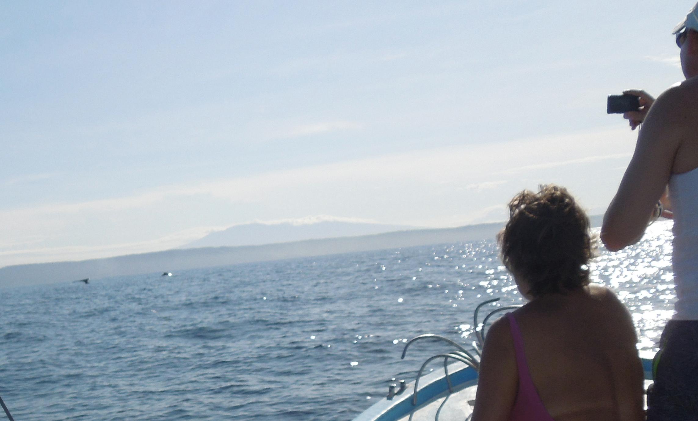 whales in the distance