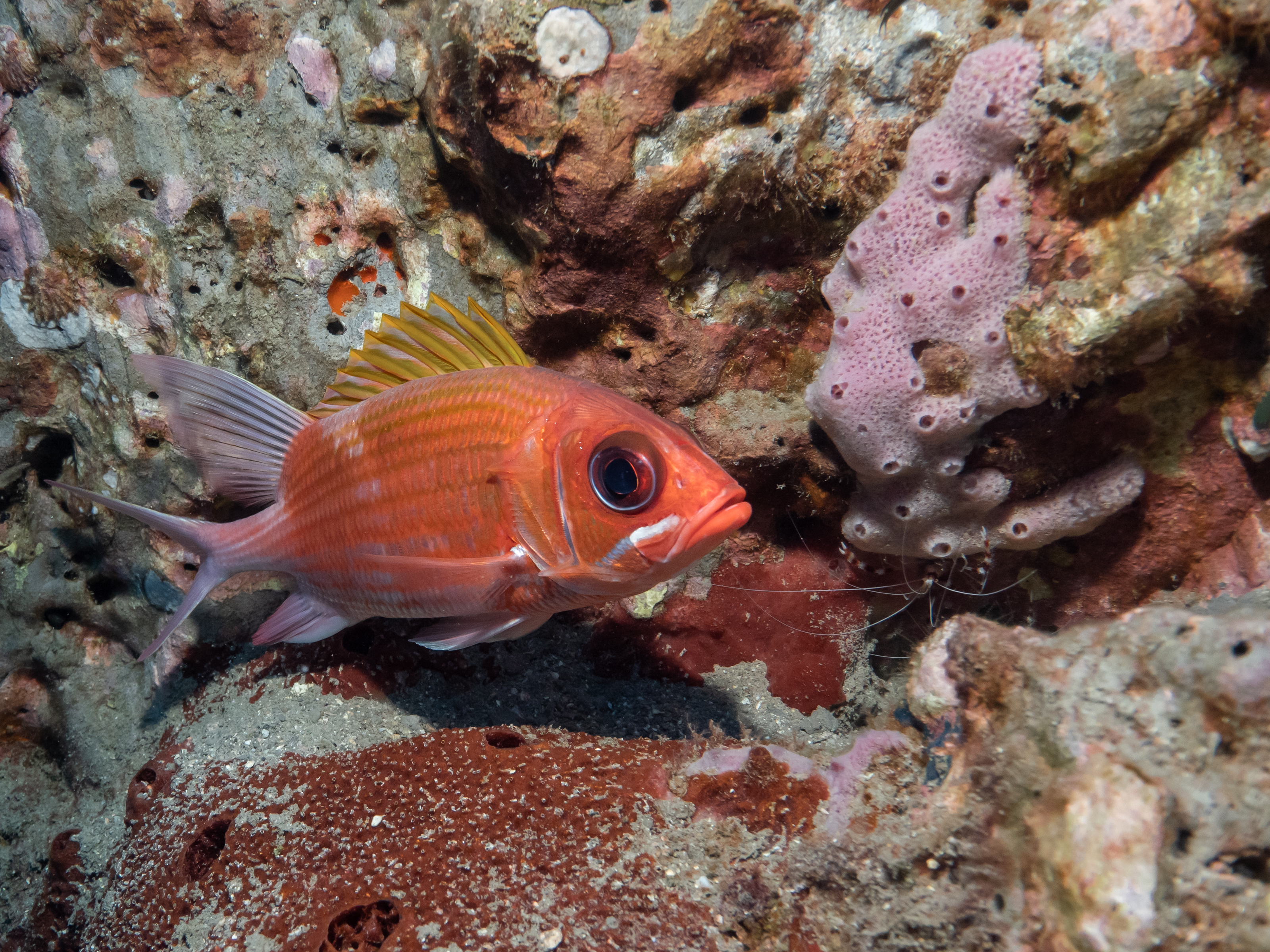 What Big Eyes You Have