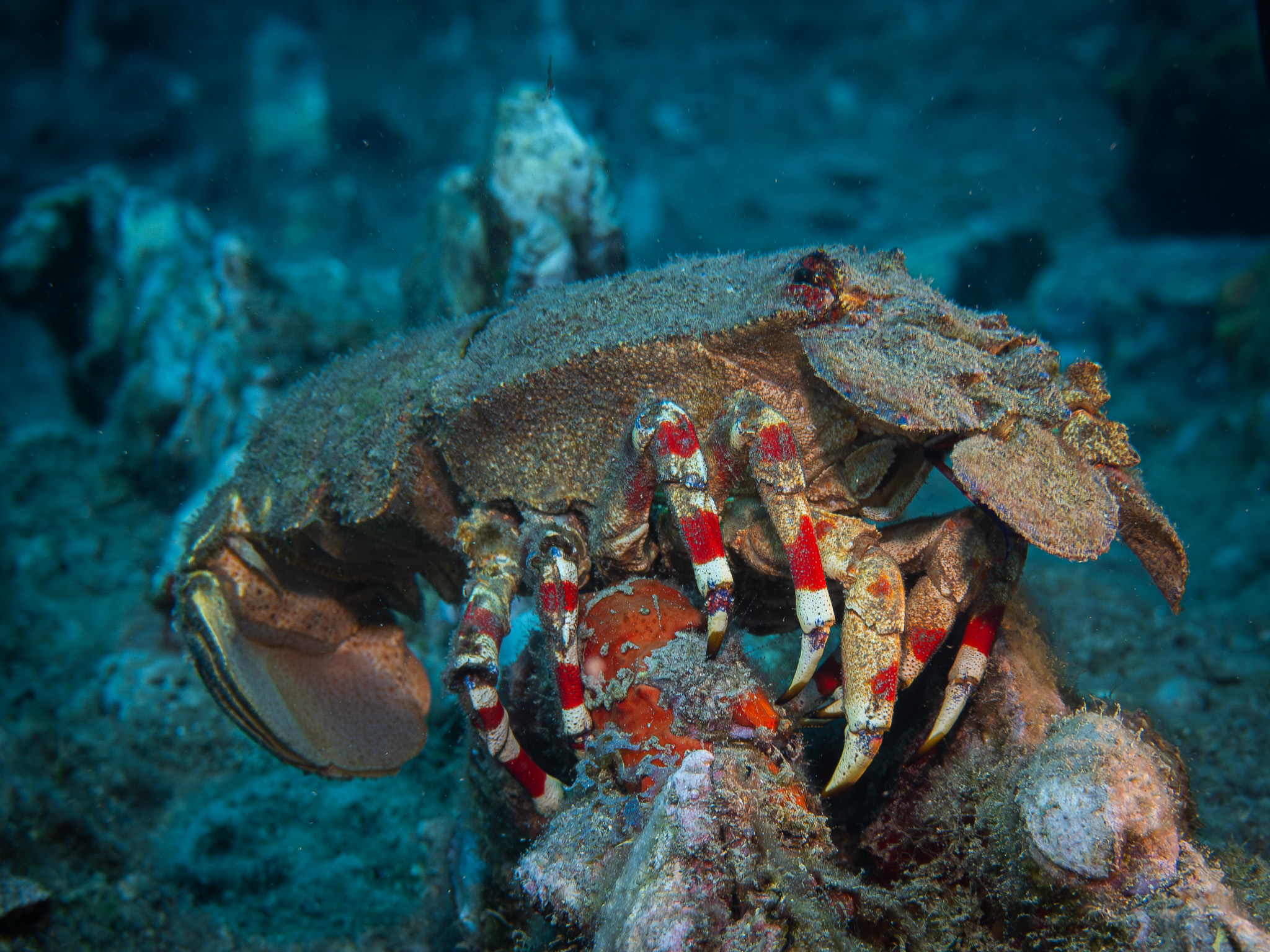 What kind of creature is this? Slipper Lobster?