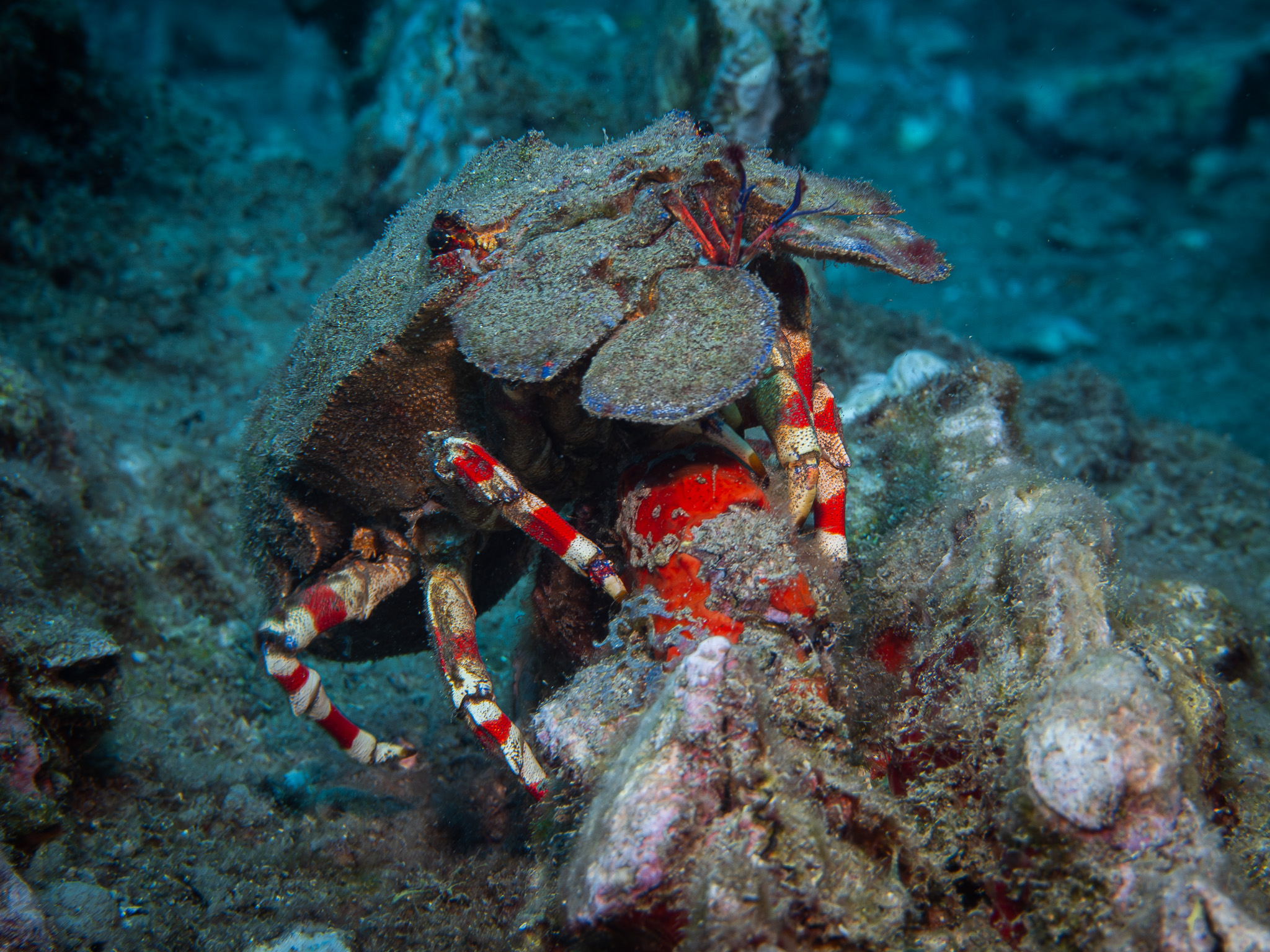 What kind of creature is this? Slipper Lobster?