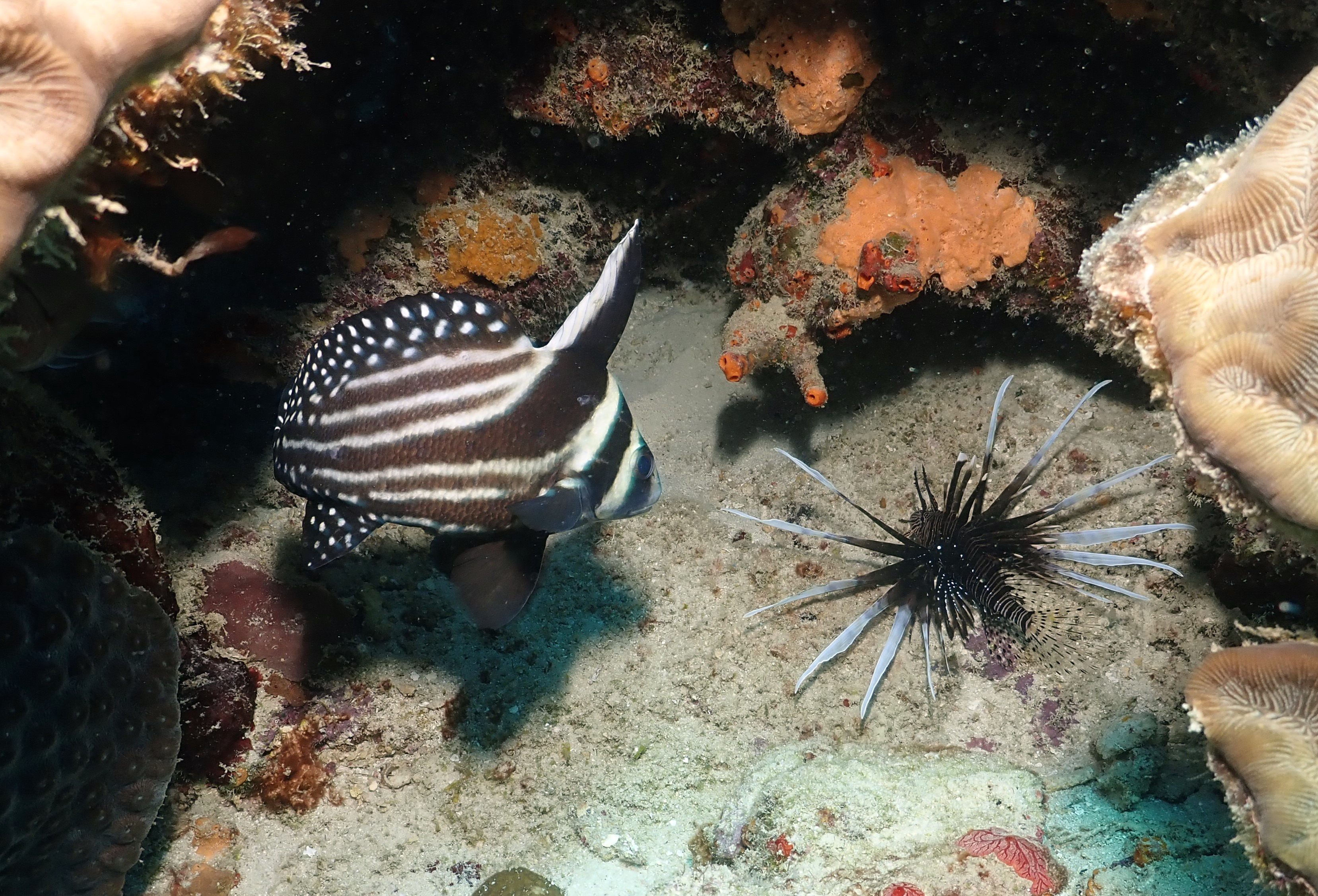 What's HE doing here?