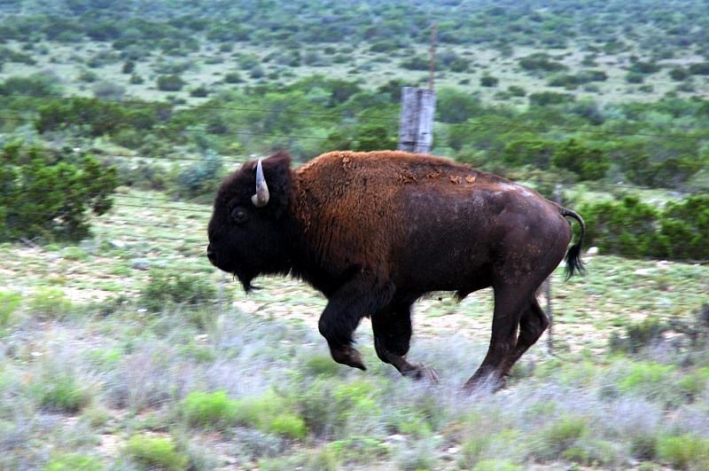 Where the Buffalo roam