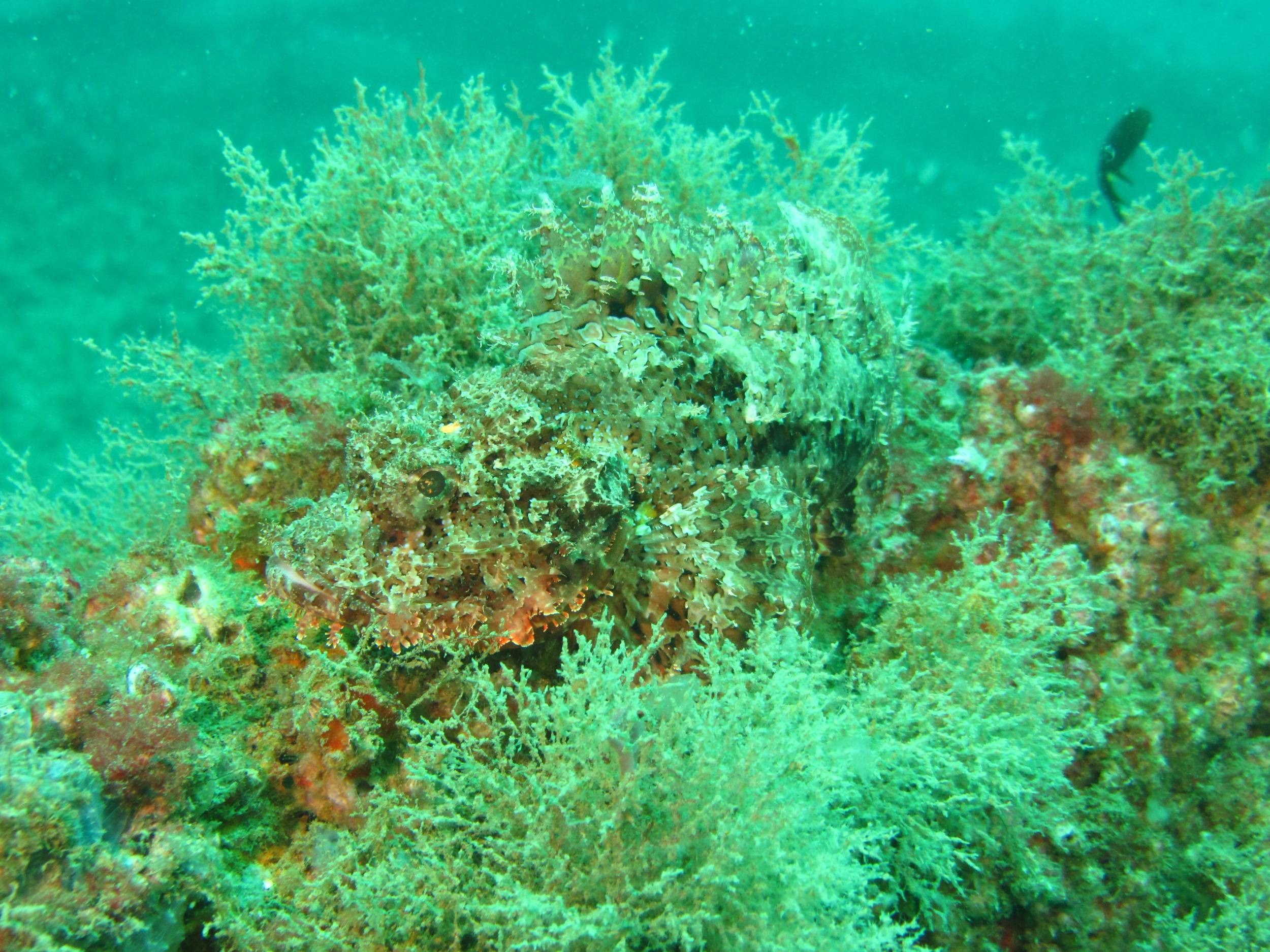 Where's Waldo the Scorpion Fish