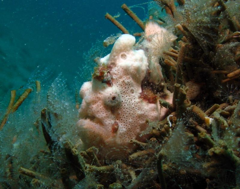 white frogfish IMG_6612b