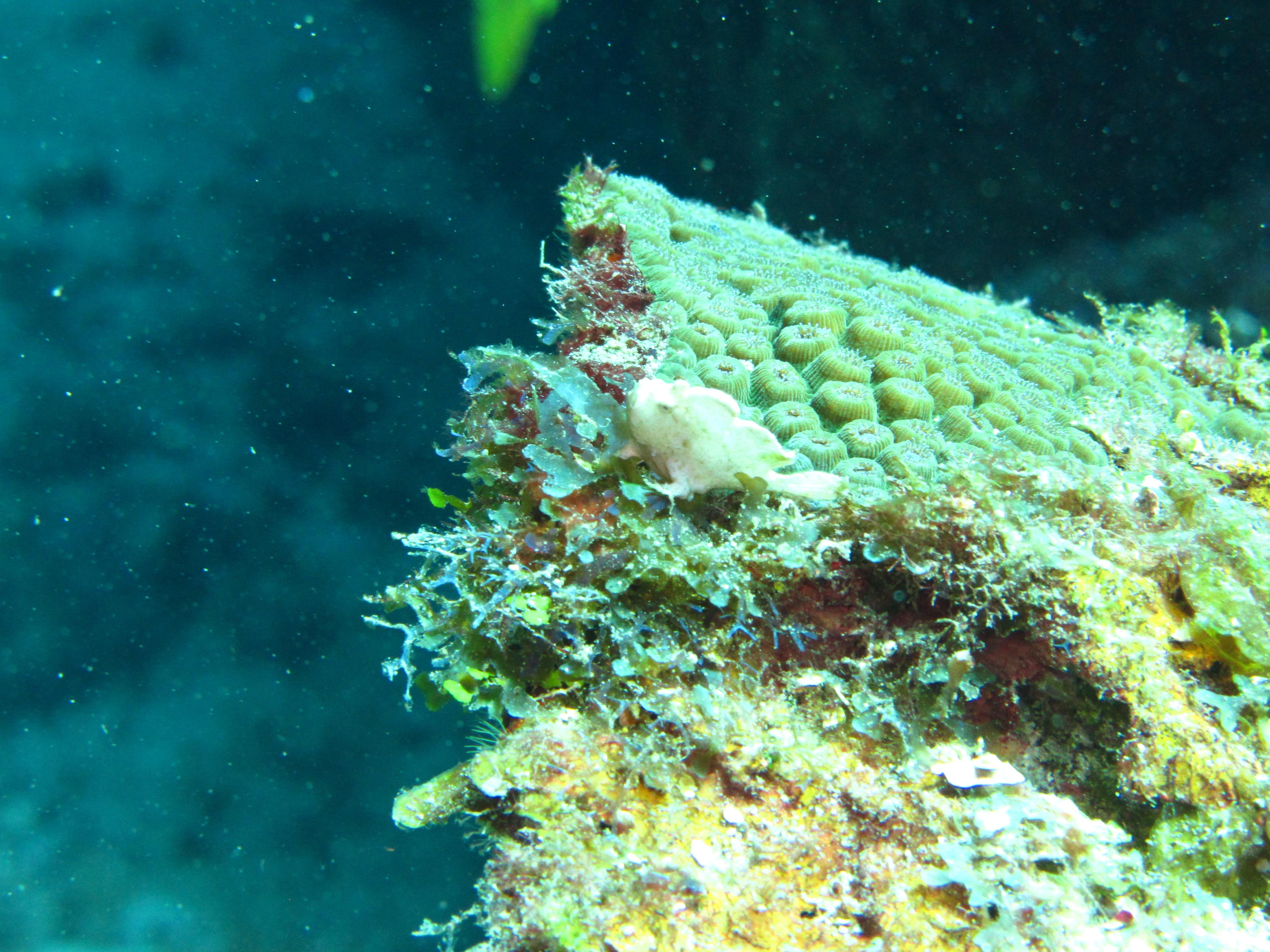 White Frogfish