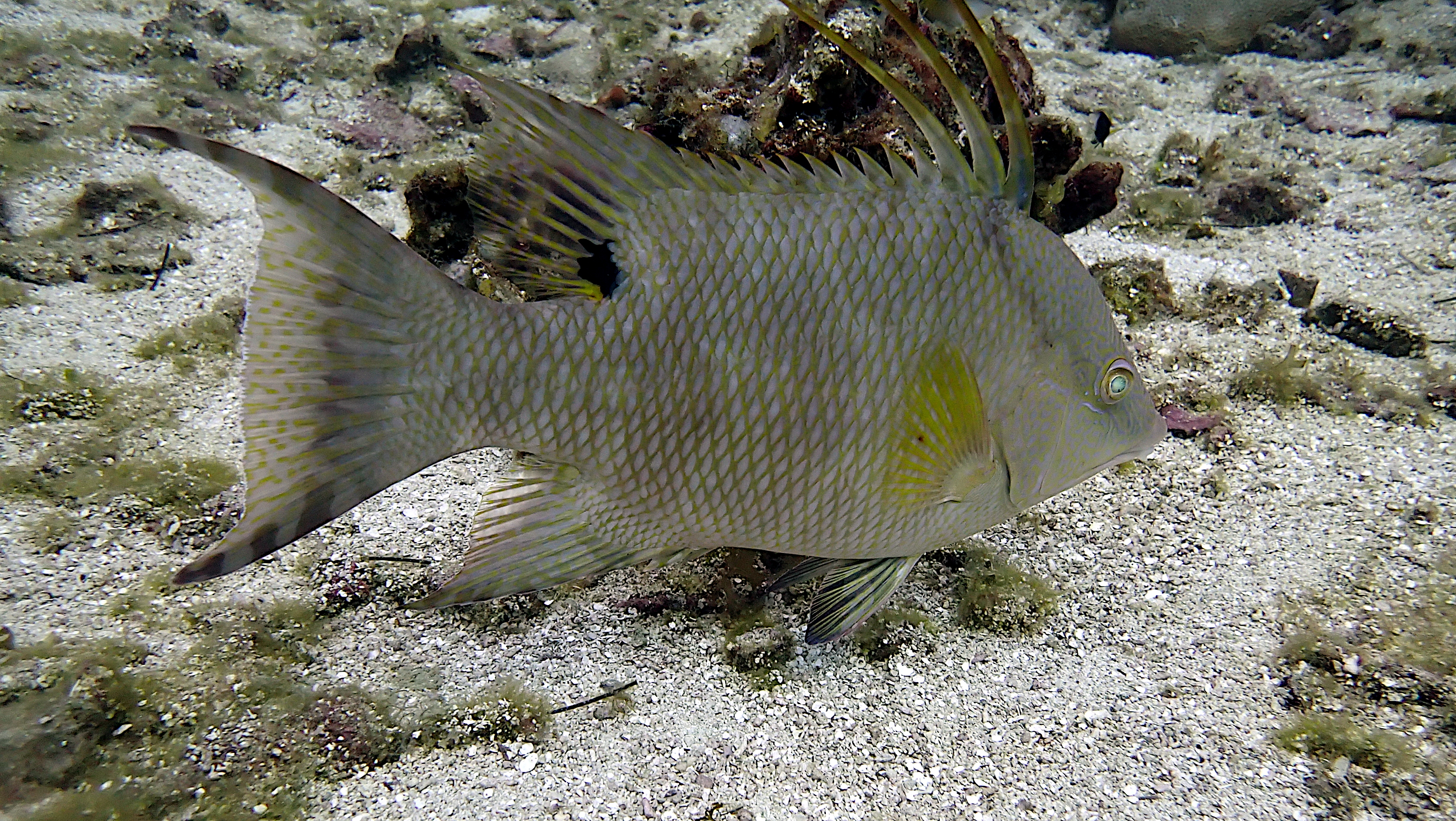 White hogfish