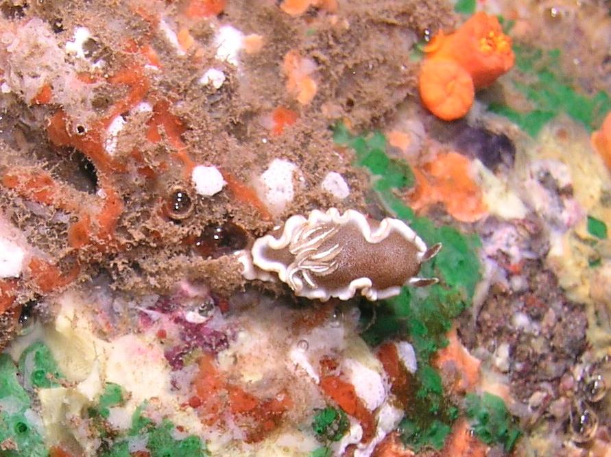 white margin nudibranch