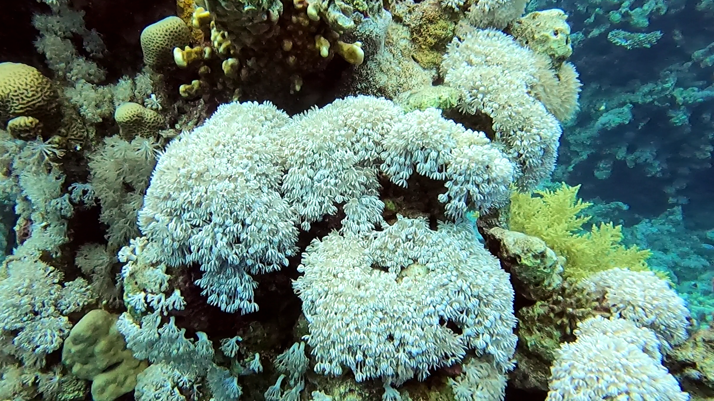 white soft corals xeniidae .png