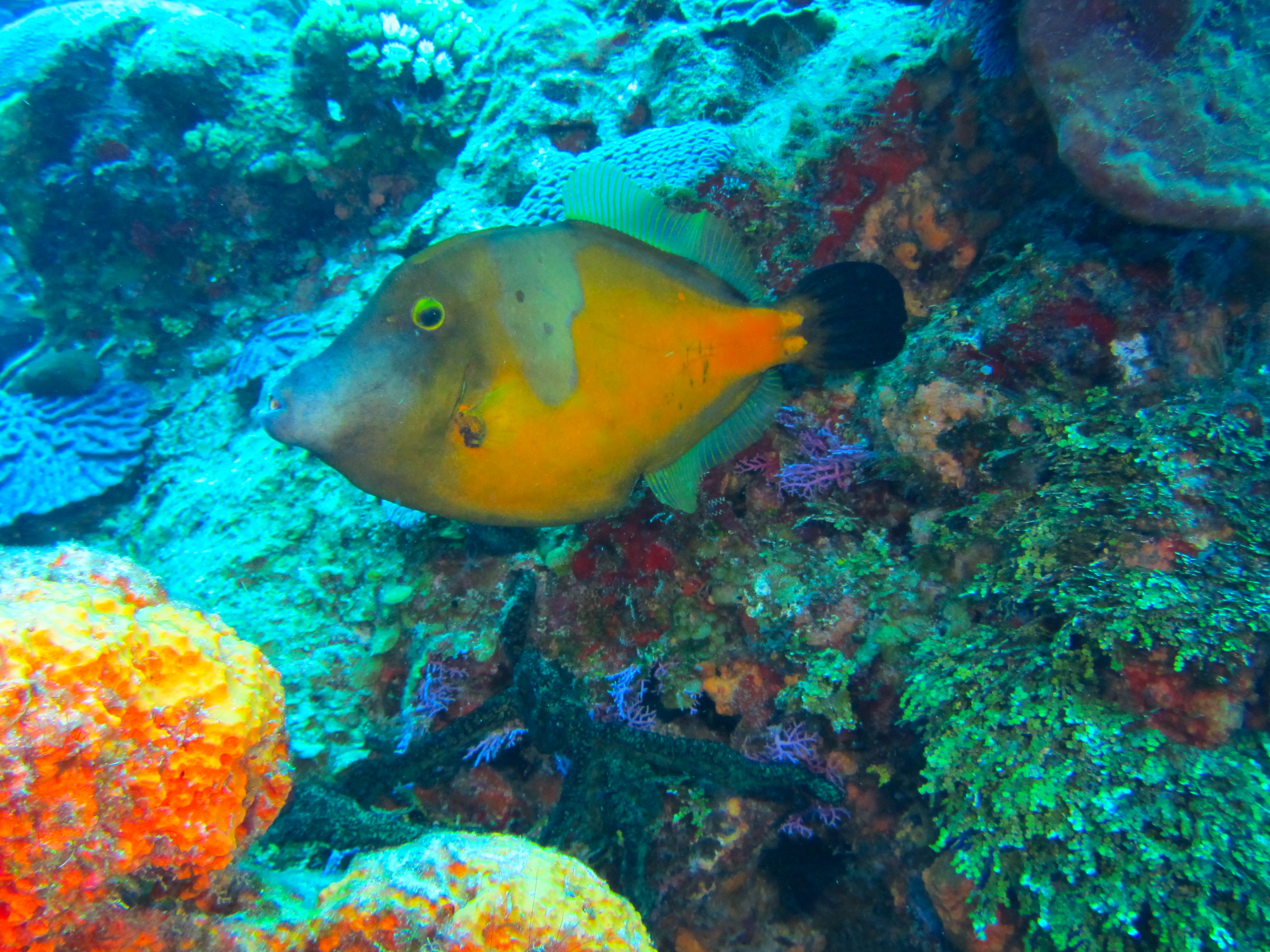 White Spotted Filefish 6016