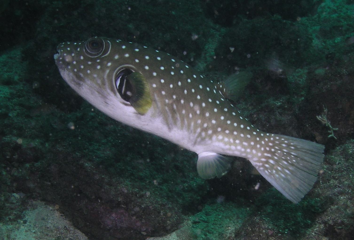 white-spotted puffer