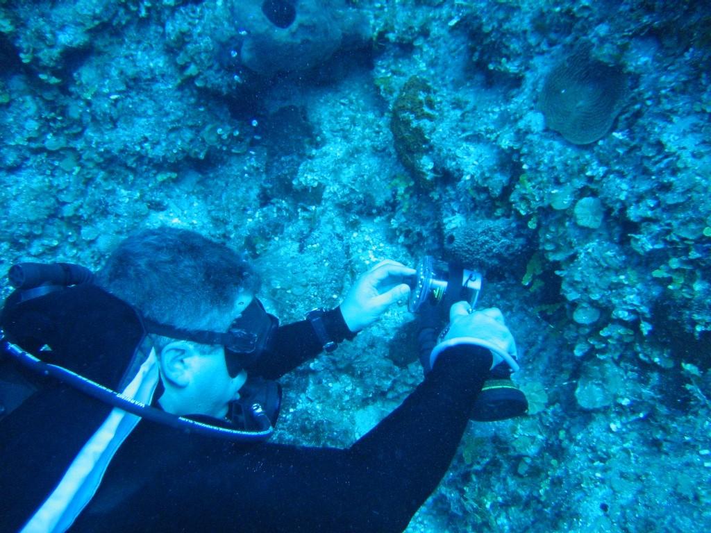 White Tip Reef Shark