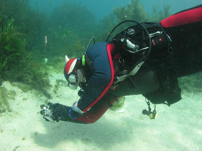 White Tip Reef Shark