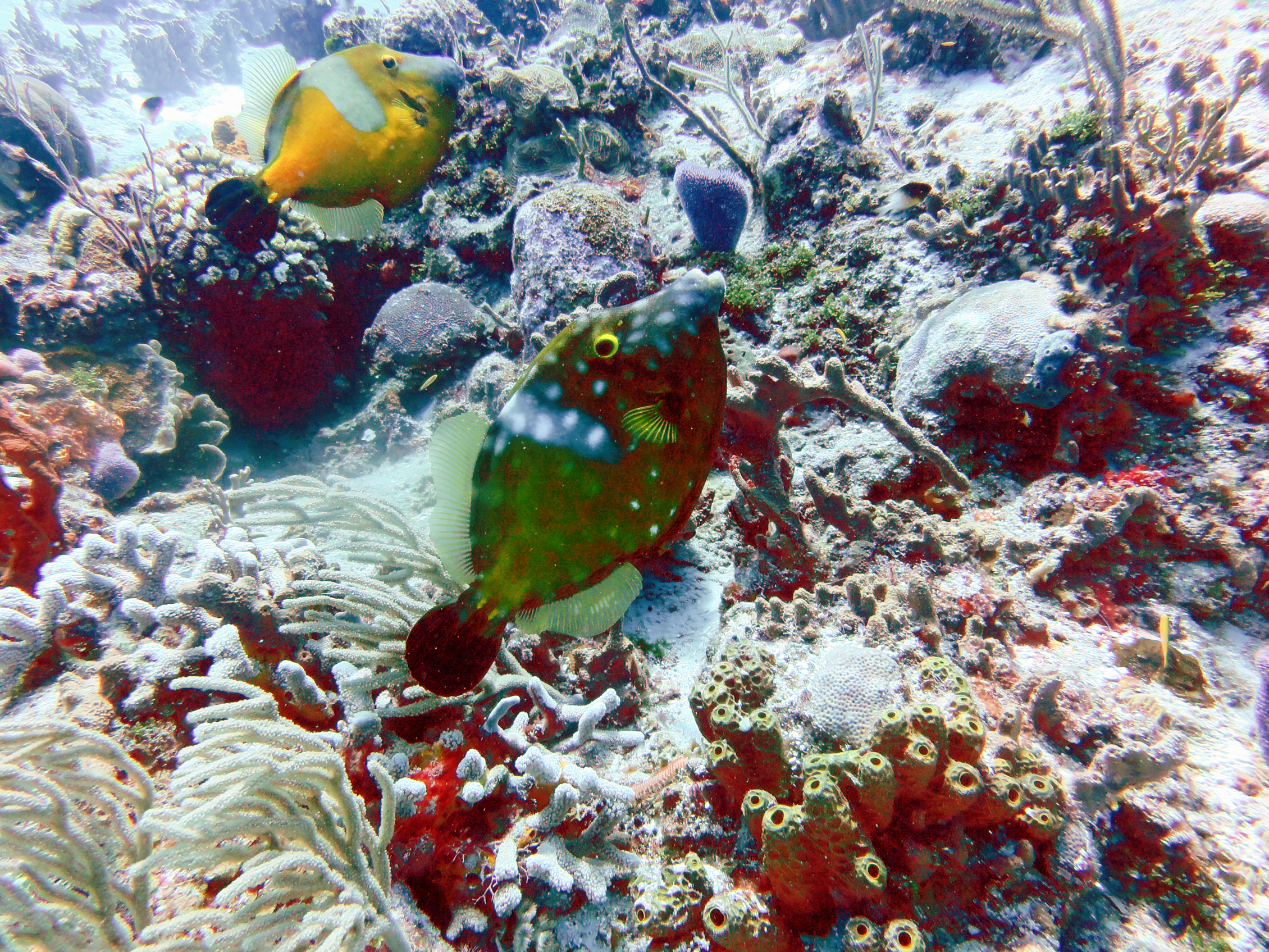 Whitespotted filefish