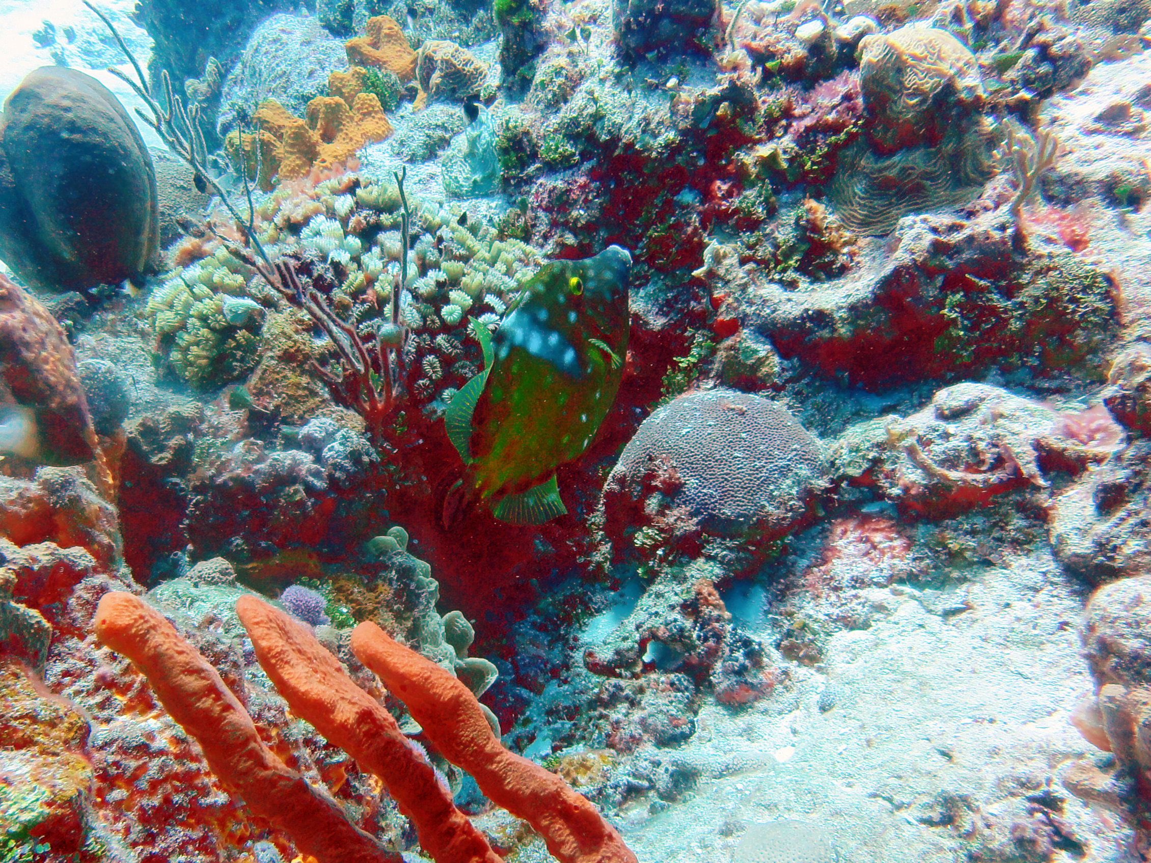 Whitespotted filefish