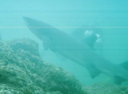 WhiteTip Reef shark