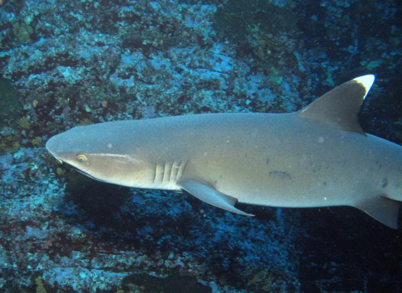 whitetip shark