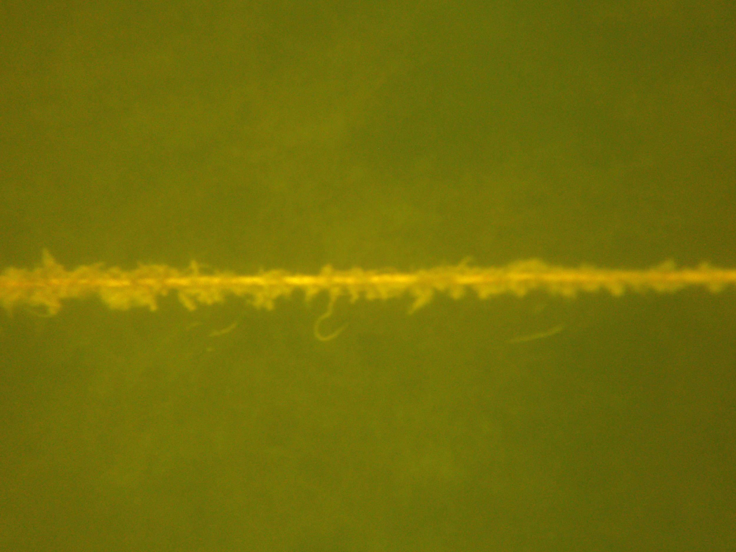 whose line is it anyway?