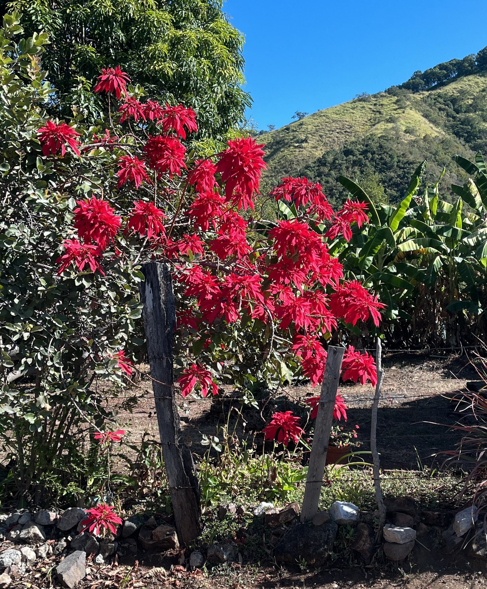 Wild poinsettia