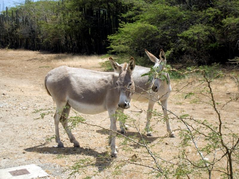 WildDonkeys