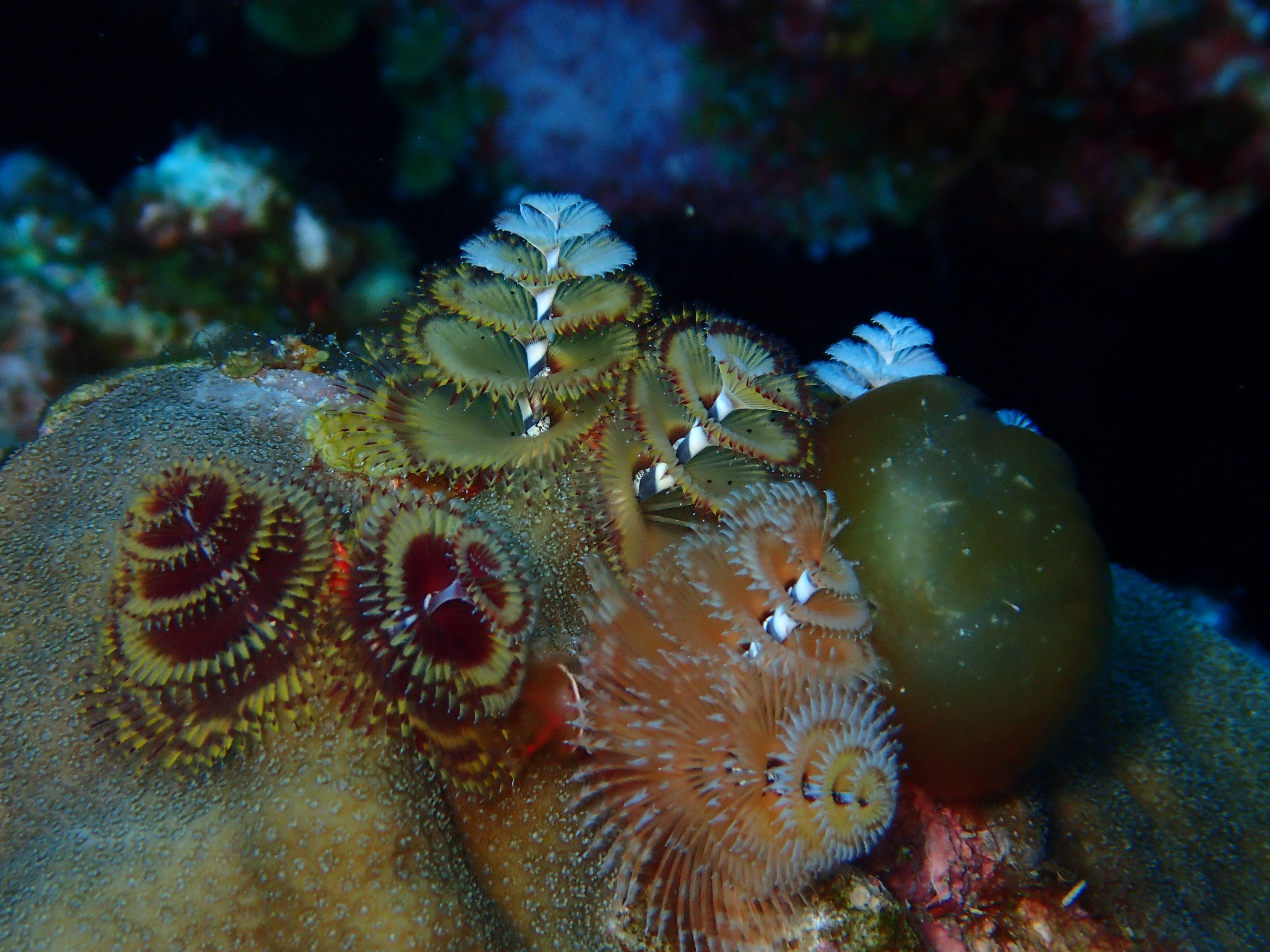 Willy Wonka Coral