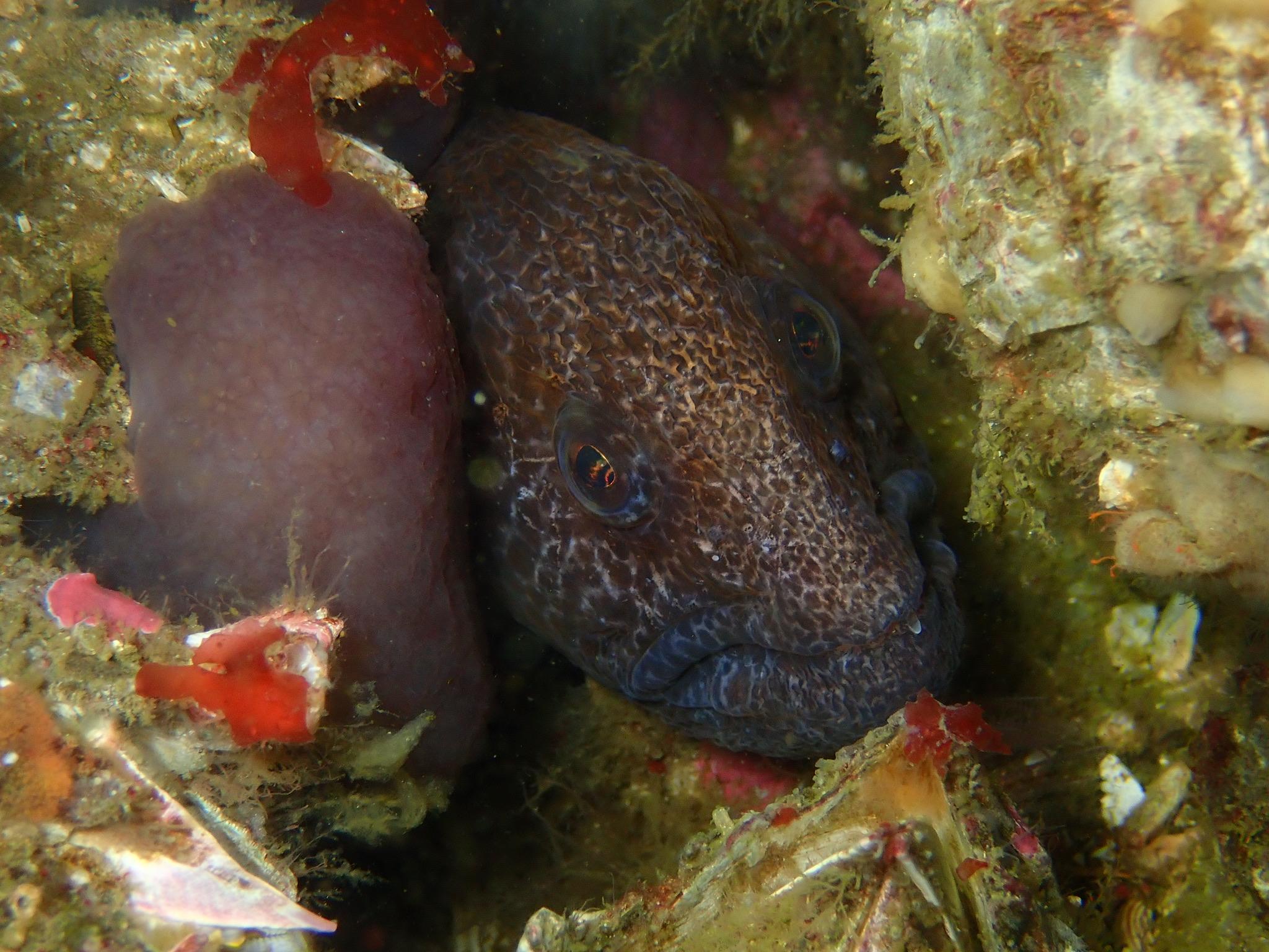 Wolf Eel