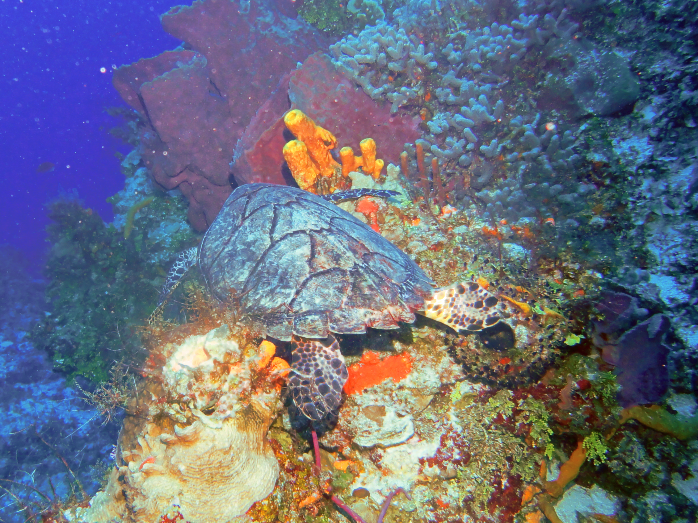 Wonder if he's heading to the EAC