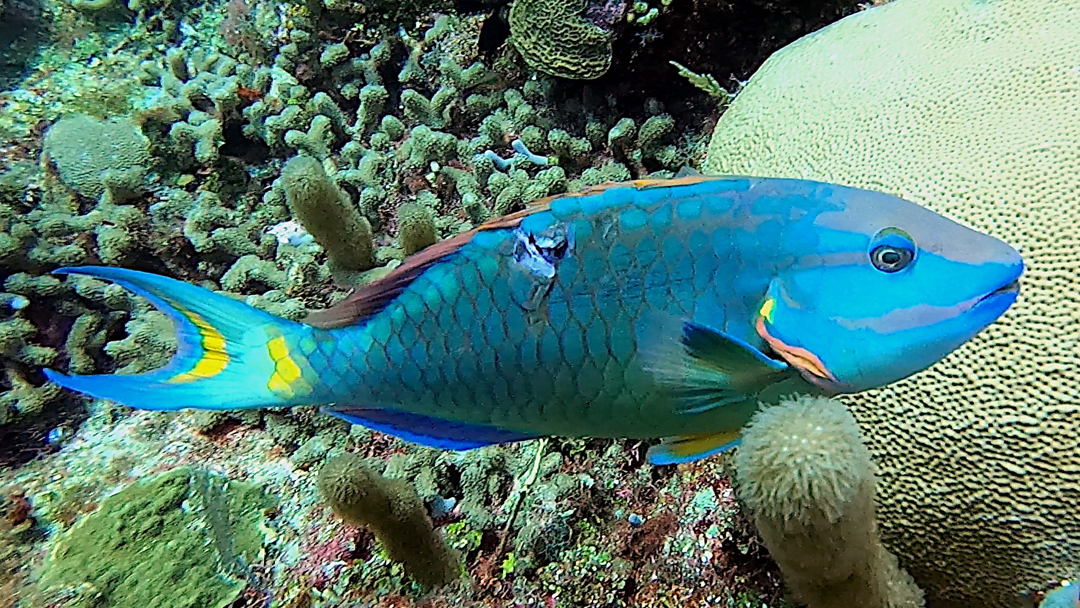 Wounded stoplight parrotfish