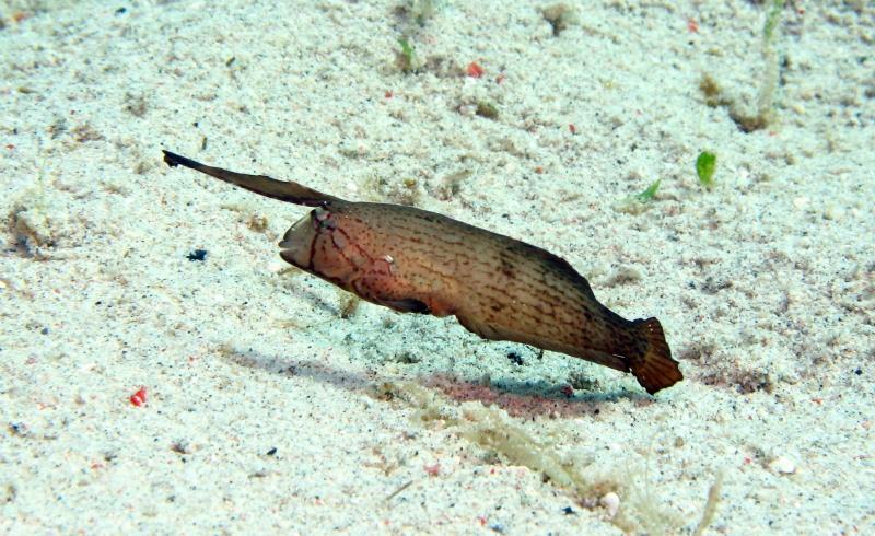 wrasse IMG_5572b