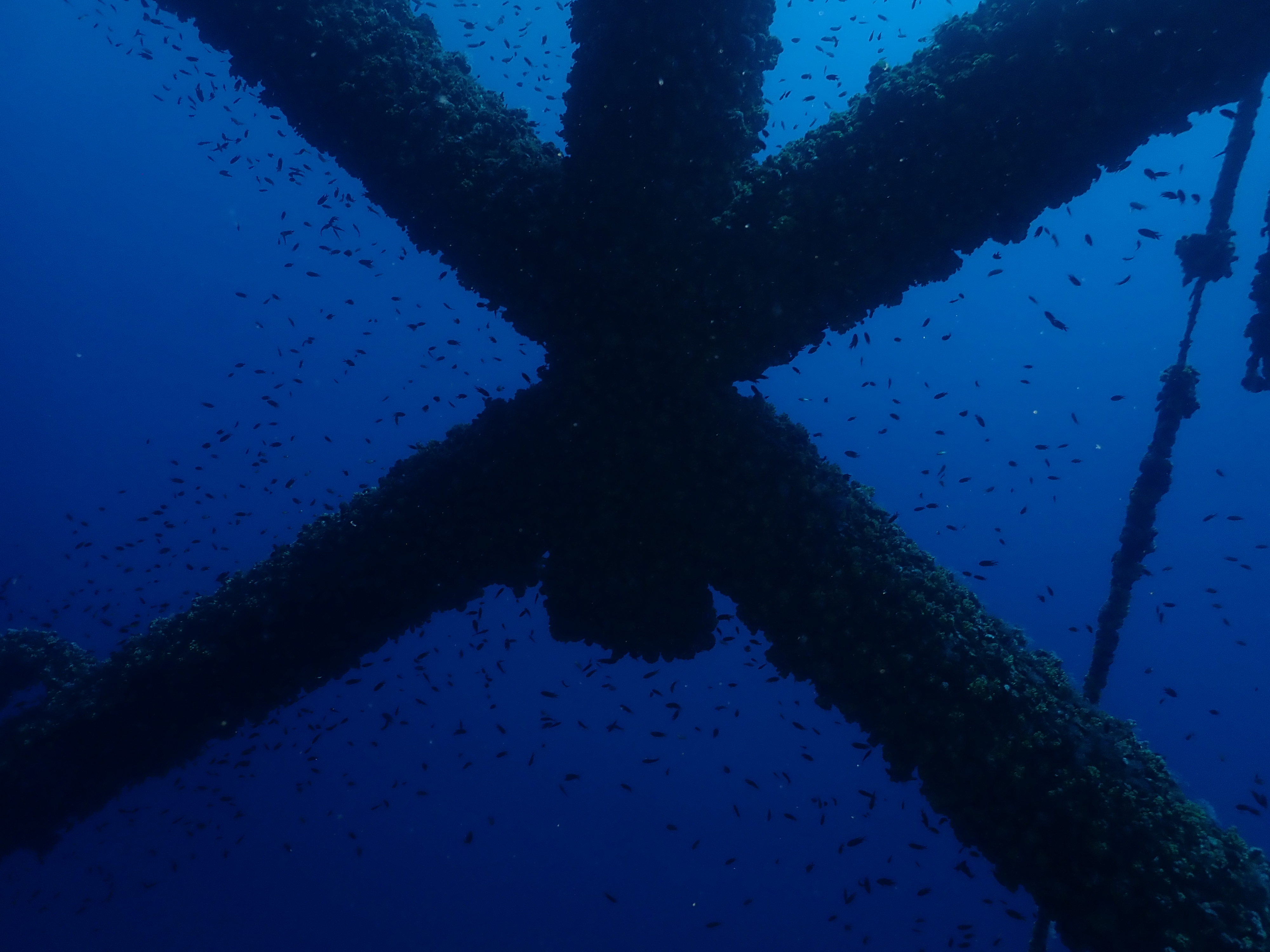X marks the fish