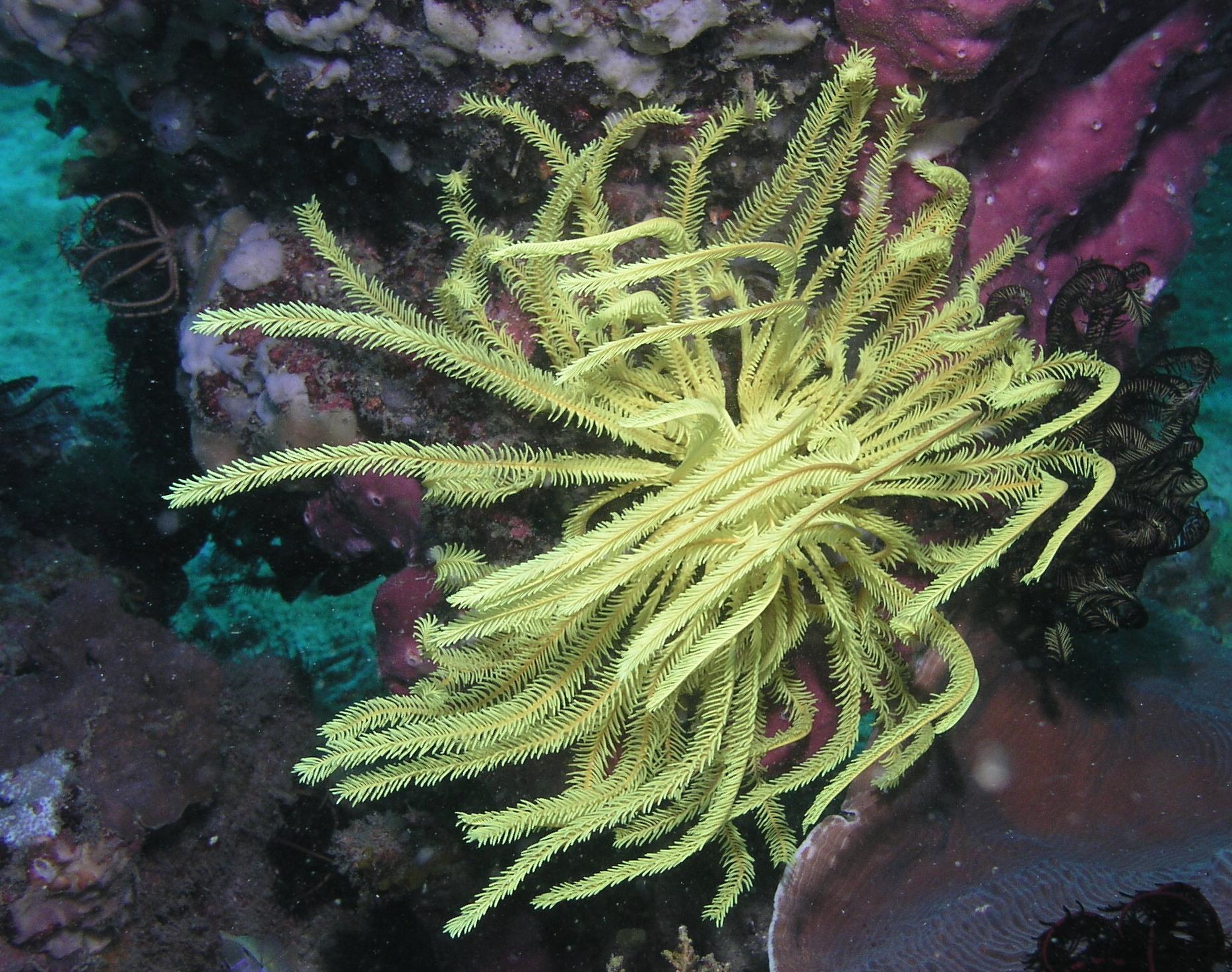 Yellow chriniod